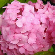 ARBORIX - 2 x Hydrangea macrophylla 'Sibilla' - Hydrangea macrophylla 'Sibilla'  - 25-30 cm pot - vignette