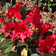 ARBORIX - 2 x Rhododendron 'Baden-Baden' - Rhododendron 'Baden-Baden'  - 20-30 cm pot - vignette