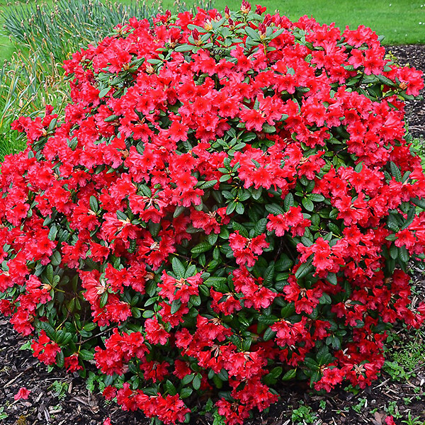 ARBORIX - 2 x Rhododendron 'Baden-Baden' - Rhododendron 'Baden-Baden'  - 20-30 cm pot - large