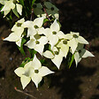 ARBORIX - Cornouiller du Japon 'Milky Way' - Cornus kousa 'Milky Way'  - 50-60 cm pot - vignette