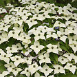 ARBORIX - Cornouiller du Japon 'Milky Way' - Cornus kousa 'Milky Way'  - 50-60 cm pot - vignette