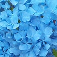 ARBORIX - 2 x Hortensia 'Nikko Blue' - Hydrangea macrophylla 'Nikko Blue'  - 25-30 cm pot - vignette