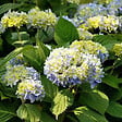 ARBORIX - 2 x Hortensia 'Nikko Blue' - Hydrangea macrophylla 'Nikko Blue'  - 25-30 cm pot - vignette