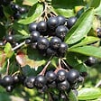 ARBORIX - 2 x Aronie à fruits noirs - Aronia melanocarpa  - 40-60 cm pot - vignette