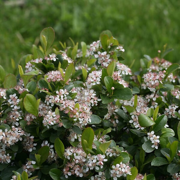 ARBORIX - 2 x Aronie à fruits noirs - Aronia melanocarpa  - 40-60 cm pot - large