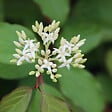 ARBORIX - Cornouiller sanguin 'Winter Beauty' - Cornus Sanguinea 'Winter Beauty'  - 60-80 cm pot - vignette