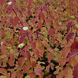 ARBORIX - Cornouiller sanguin 'Winter Beauty' - Cornus Sanguinea 'Winter Beauty'  - 60-80 cm pot - vignette