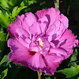 ARBORIX - Mauve en arbre 'Purple Ruffles'® - Hibiscus 'Purple Ruffles'  - 40-60 cm pot - vignette