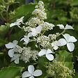 ARBORIX - 2 x Hortensia paniculé 'Levana'® - Hydrangea paniculata 'Levana'®  - 40-50 cm pot - vignette