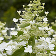 ARBORIX - 2 x Hortensia paniculé 'Levana'® - Hydrangea paniculata 'Levana'®  - 40-50 cm pot - vignette