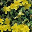 ARBORIX - 2 x Hypericum densiflorum 'Buttercup' - Hypericum Densiflorum 'Buttercup'  - 30-40 cm pot - vignette