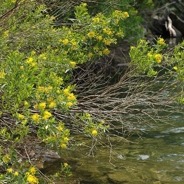 ARBORIX - 2 x Hypericum densiflorum 'Buttercup' - Hypericum Densiflorum 'Buttercup'  - 30-40 cm pot - large