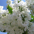 ARBORIX - Lilas commun 'Mme Lemoine' - Syringa Vulgaris 'Madame Lemoine'  - 40-60 cm pot - vignette