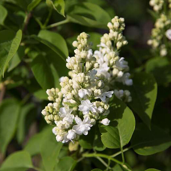 ARBORIX - Lilas commun 'Mme Lemoine' - Syringa Vulgaris 'Madame Lemoine'  - 40-60 cm pot - large