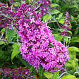 ARBORIX - 2 x Arbre aux papillons 'Pink Delight' - Buddleja Davidii 'Pink Delight'  - 40-60 cm pot - vignette