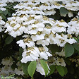 ARBORIX - Viorne de Chine 'Lanarth' - Viburnum Plicatum 'Lanarth'  - 60-80 cm pot - vignette