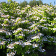 ARBORIX - Viorne de Chine 'Lanarth' - Viburnum Plicatum 'Lanarth'  - 60-80 cm pot - vignette