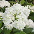 ARBORIX - 2 x Hortensia de Virginie - Hydrangea arborescens 'Grandiflora'  - 30-50 cm pot - vignette