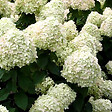ARBORIX - 2 x Hortensia de Virginie - Hydrangea arborescens 'Grandiflora'  - 30-50 cm pot - vignette