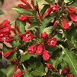 ARBORIX - 2 x Weigela 'Red Prince' - Weigela 'Red Prince'  - 50-60 cm pot - vignette
