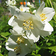 ARBORIX - 2 x Seringat de Lemoine - Philadelphus 'Lemoinei'  - 50-60 cm pot - vignette