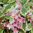 ARBORIX - 2 x Weigela florida 'Nana Variegata' - Weigela 'Nana Variegata'  - 30-40 cm pot - vignette