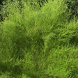 ARBORIX - 2 x Tamaris de printemps - Tamarix Tetrandra  - 60-80 cm pot - vignette
