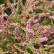 ARBORIX - 2 x Tamaris de printemps - Tamarix Tetrandra  - 60-80 cm pot - vignette