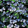 ARBORIX - 2 x Hortensia 'Bluebird' - Hydrangea serrata 'Bluebird'  - 25-30 cm pot - vignette