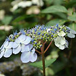 ARBORIX - 2 x Hortensia 'Bluebird' - Hydrangea serrata 'Bluebird'  - 25-30 cm pot - vignette