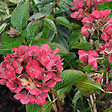 ARBORIX - 2 x Hortensia 'Alpenglühen' - Hydrangea macrophylla 'Alpengluhen'  - 25-30 cm pot - vignette