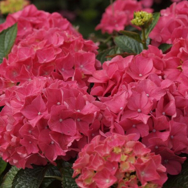 ARBORIX - 2 x Hortensia 'Alpenglühen' - Hydrangea macrophylla 'Alpengluhen'  - 25-30 cm pot - large