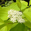 ARBORIX - 2 x Cornouiller blanc 'Aurea' - Cornus alba 'Aurea'  - 60-80 cm pot - vignette