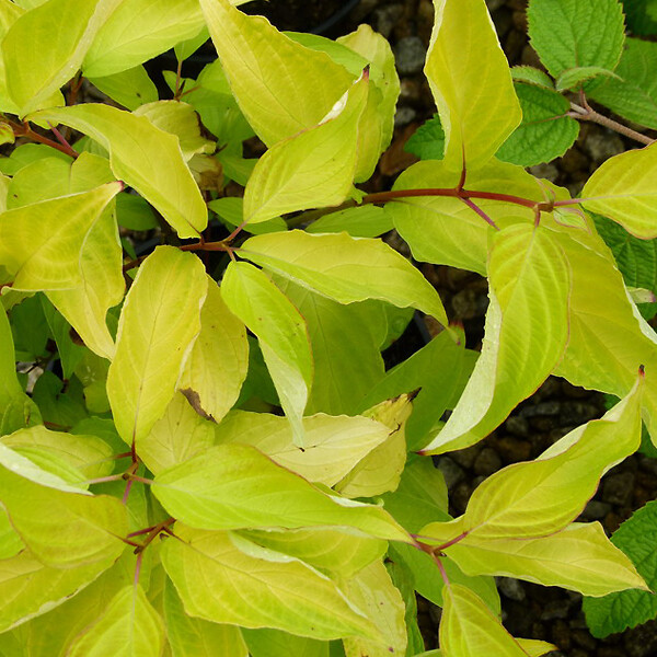 ARBORIX - 2 x Cornouiller blanc 'Aurea' - Cornus alba 'Aurea'  - 60-80 cm pot - large