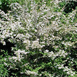 ARBORIX - 2 x Buisson de beauté - Kolkwitzia Amabilis  - 30-50 cm pot - vignette