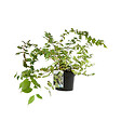 ARBORIX - 2 x Buisson de beauté - Kolkwitzia Amabilis  - 30-50 cm pot - vignette