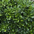 ARBORIX - Pittosporum tobira 'Nanum' - Pittosporum Tobira 'Nanum'  - 40-50 cm pot - vignette