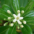 ARBORIX - Pittosporum tobira 'Nanum' - Pittosporum Tobira 'Nanum'  - 25-30 cm pot - vignette
