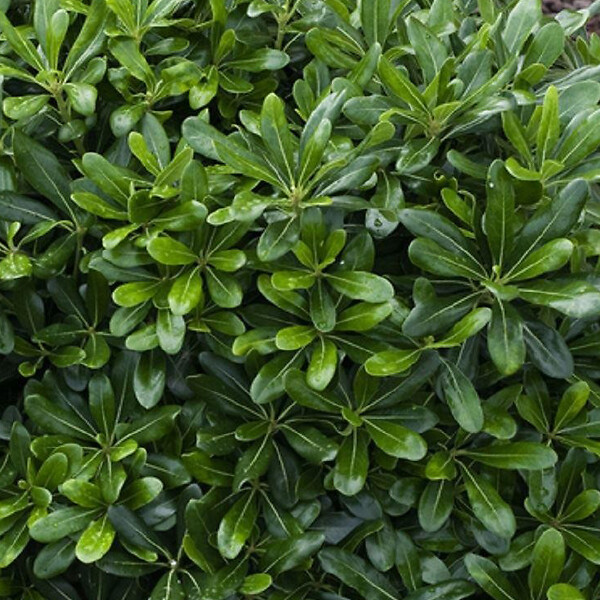 ARBORIX - Pittosporum tobira 'Nanum' - Pittosporum Tobira 'Nanum'  - 25-30 cm pot - large