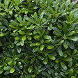 ARBORIX - Pittosporum tobira 'Nanum' - Pittosporum Tobira 'Nanum'  - 25-30 cm pot - vignette