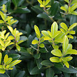 ARBORIX - Houx crénelé 'Caroline Upright' - Ilex Crenata 'Caroline Upright'  - 60-80 cm pot - vignette