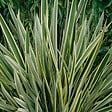 ARBORIX - Lin de Nouvelle-Zélande - Phormium tenax 'Variegatum'  - 60-80 cm pot - vignette