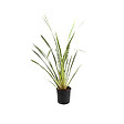 ARBORIX - Lin de Nouvelle-Zélande - Phormium tenax 'Variegatum'  - 60-80 cm pot - vignette