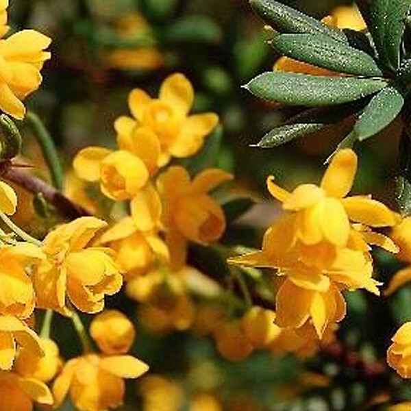 ARBORIX - 2 x Épine-vinette à feuilles - Berberis Stenophylla  - 40-50 cm pot - large