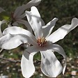 ARBORIX - Magnolia x loebneri 'Merrill' - Magnolia loebneri 'Merrill'  - 50-60 cm pot - vignette