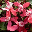 ARBORIX - 6 x Fuchsia 'Madame Cornelissen' - Fuchsia 'Madame Cornelissen'  - godet 9cm x 9cm - vignette