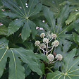 ARBORIX - Fatsia du Japon - Fatsia Japonica  - 60-80 cm pot - vignette