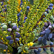 ARBORIX - 2 x Mahonia media 'Charity' - Mahonia Media 'Charity'  - 30-50 cm pot - vignette