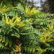 ARBORIX - 2 x Mahonia media 'Charity' - Mahonia Media 'Charity'  - 30-50 cm pot - vignette