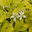 ARBORIX - Oranger du Mexique 'Sundance' - Choisya Ternata 'Sundance'  - 50-60 cm pot - vignette